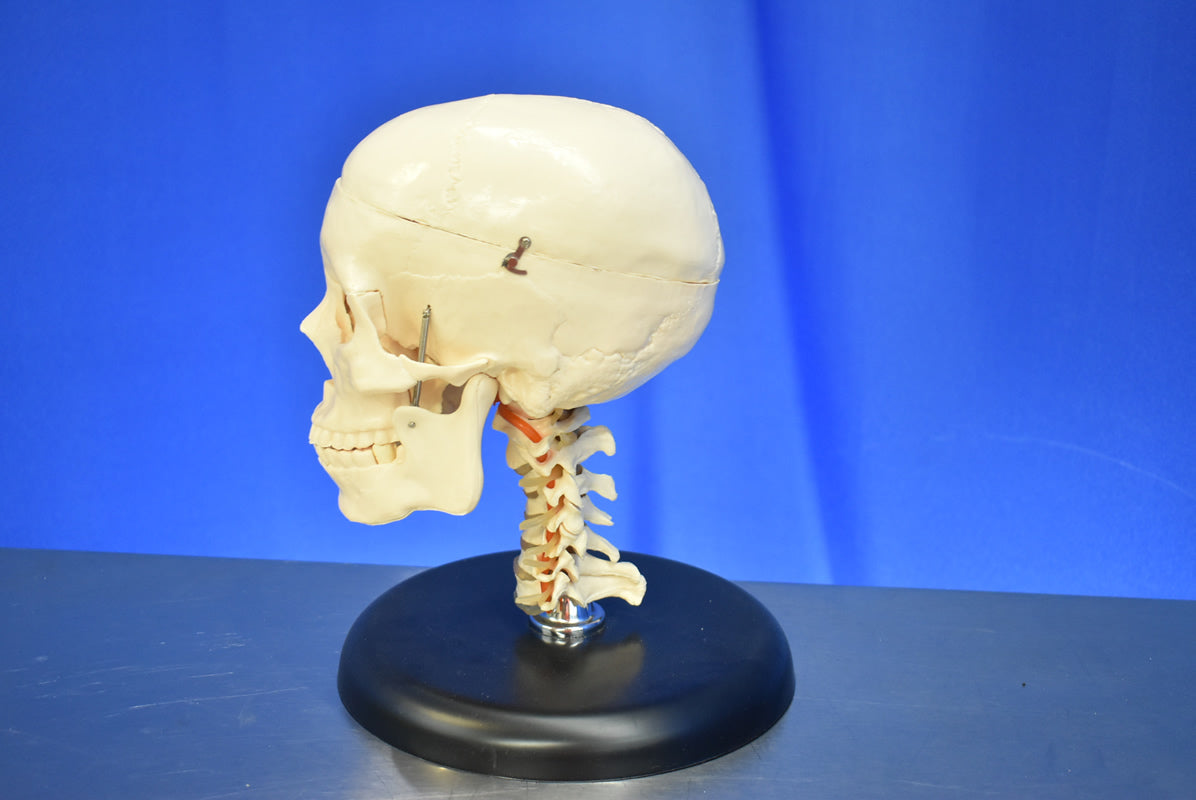 Medical Skull Head Model - Dental Equipment Store