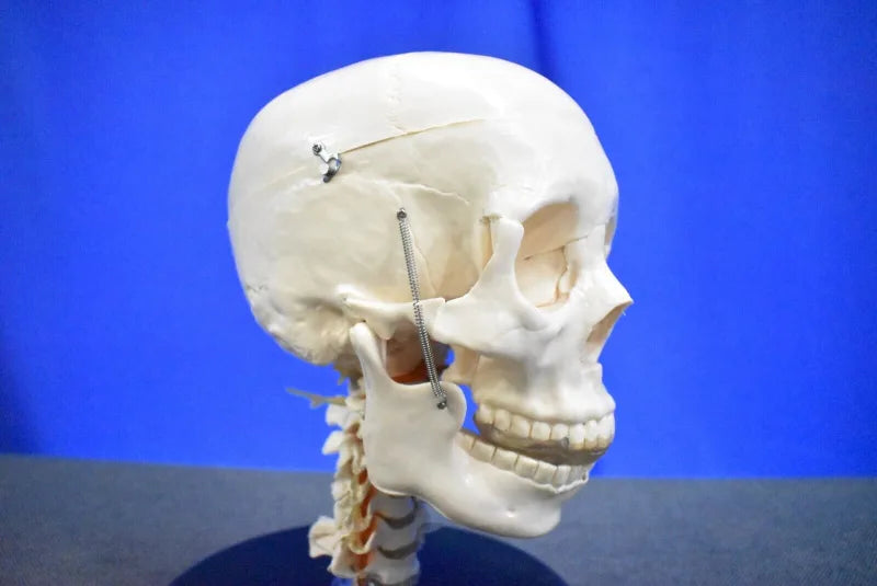 Human Skull Model for Training Purposes - Dental Equipment Store