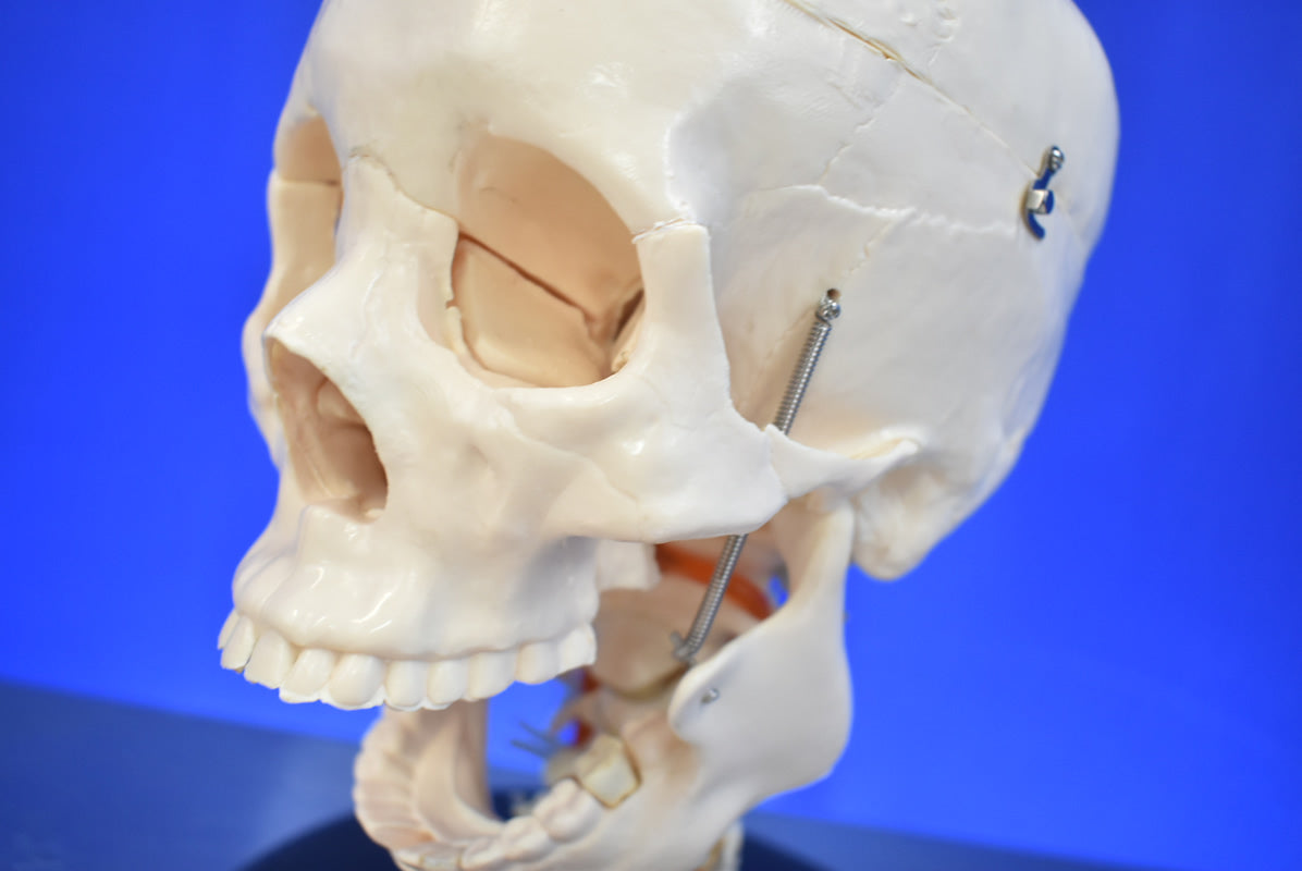 Medical Skull Head Model - Dental Equipment Store