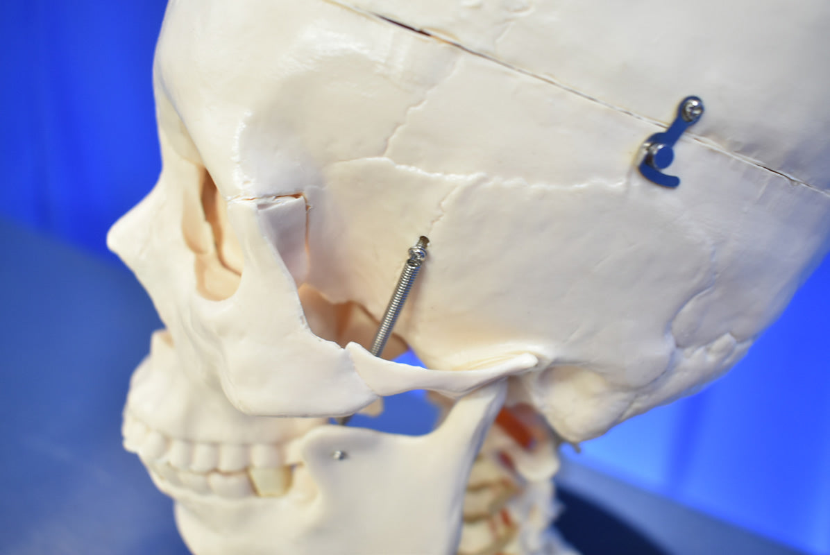 Medical Skull Head Model - Dental Equipment Store