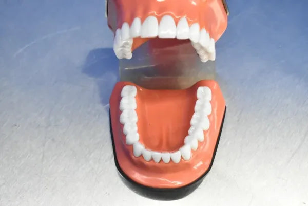 Dental Mouth Model - Dental Equipment Store