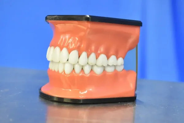 Dental Mouth Model - Dental Equipment Store
