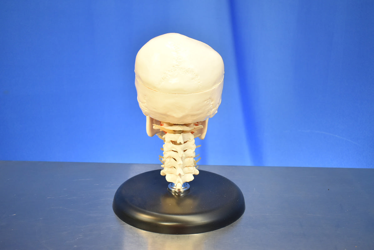 Medical Skull Head Model - Dental Equipment Store