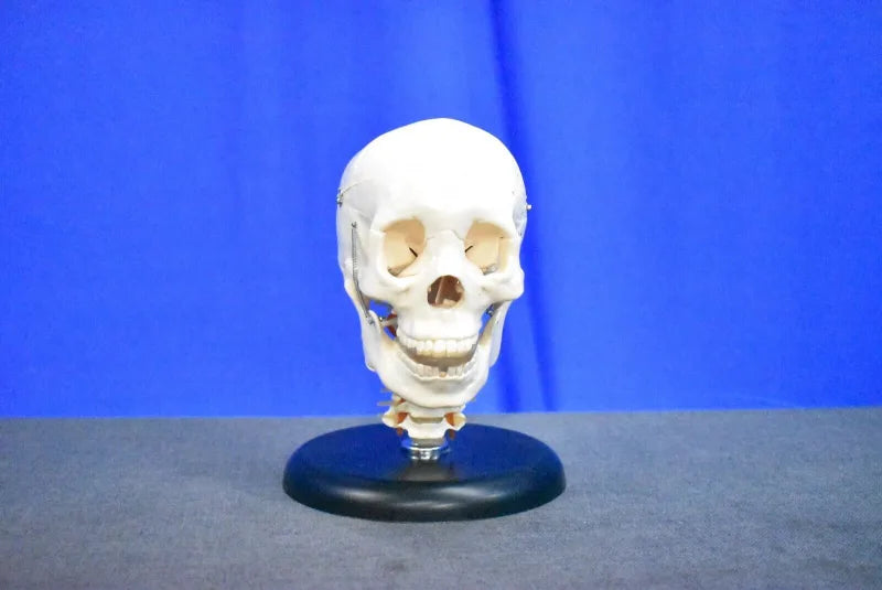 Human Skull Model for Training Purposes - Dental Equipment Store