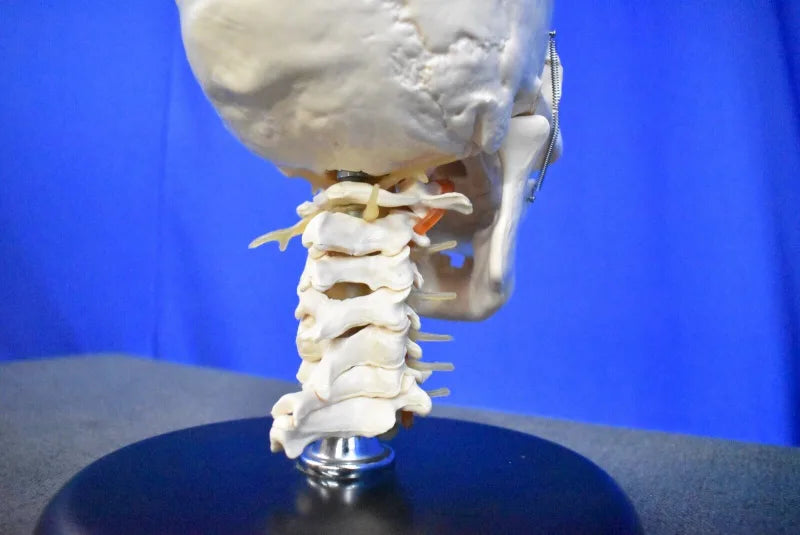 Human Skull Model for Training Purposes - Dental Equipment Store