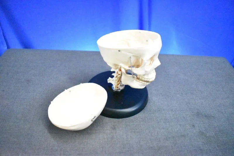 Human Skull Model for Training Purposes image 3