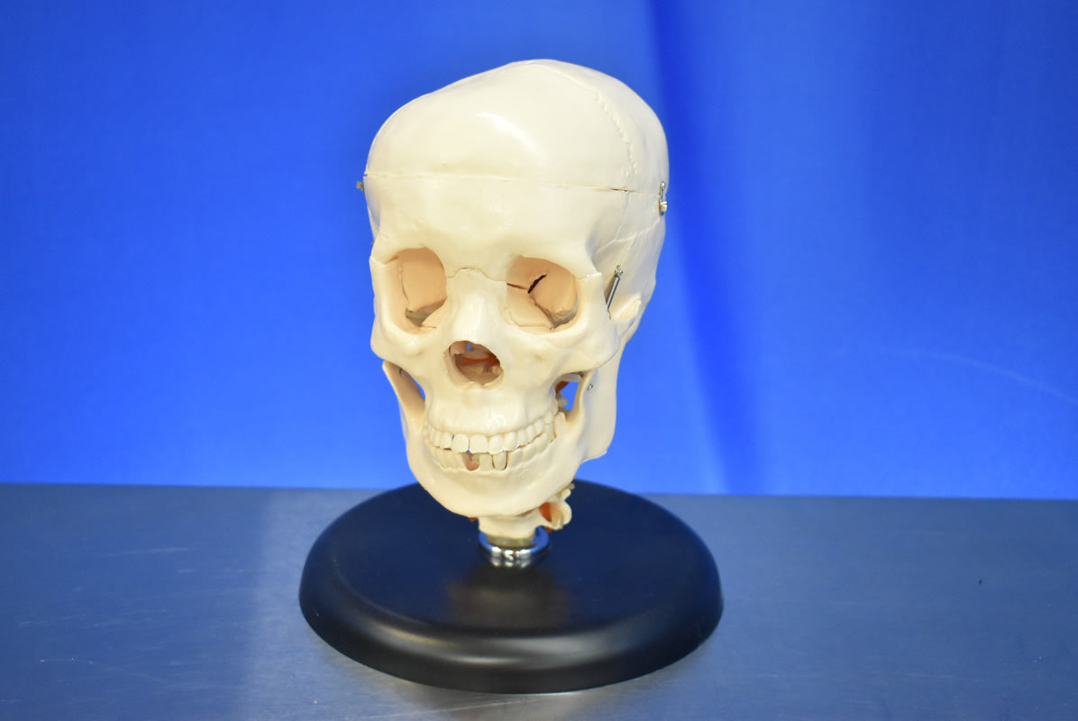 Medical Skull Head Model - Dental Equipment Store
