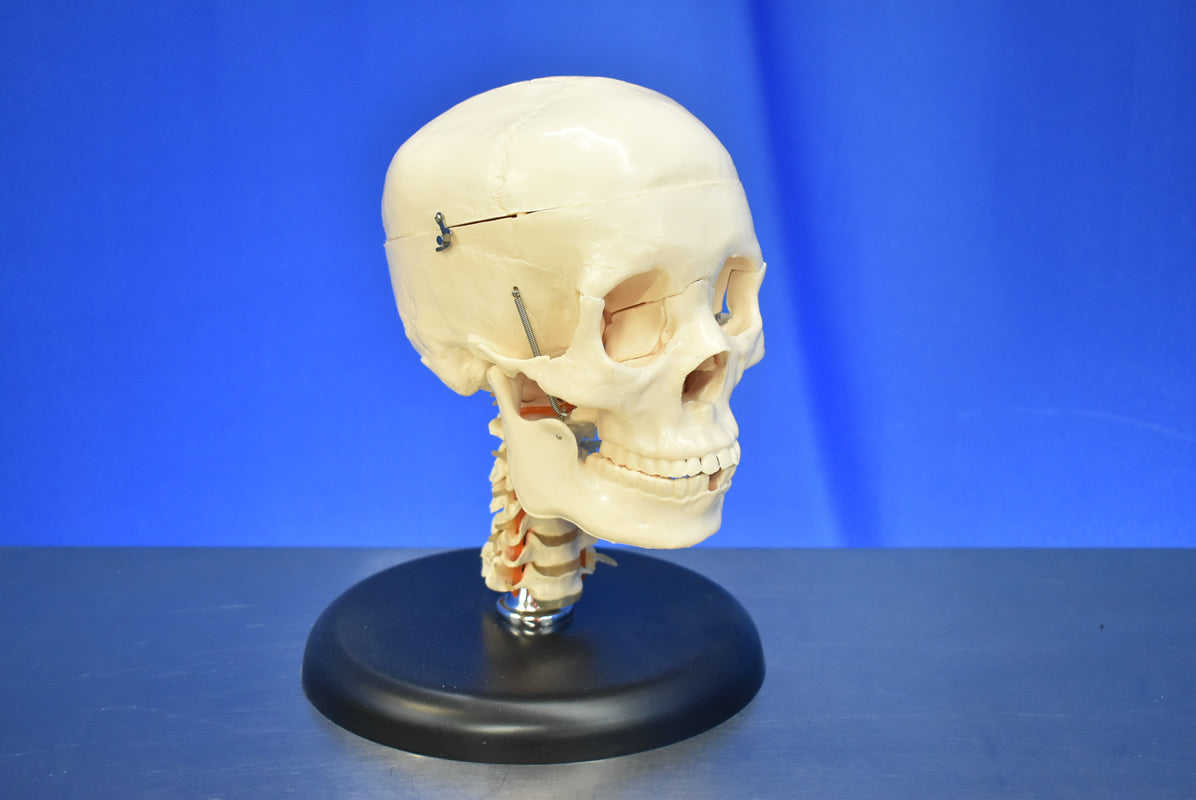 Medical Skull Head Model - Dental Equipment Store