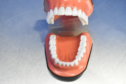 Dental Mouth Model image 2