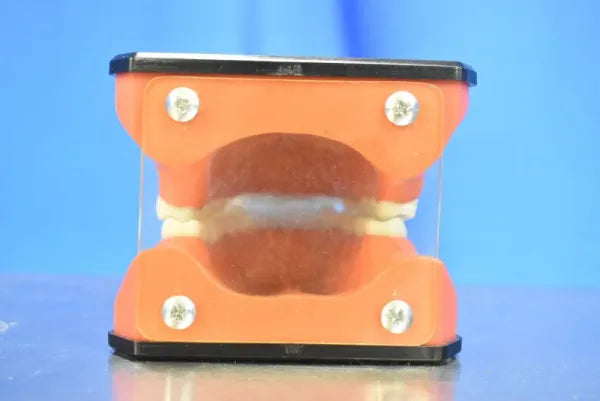 Dental Mouth Model image 3