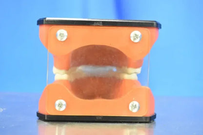 Dental Mouth Model image 3