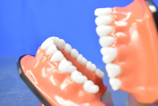 Dental Mouth Model image 1