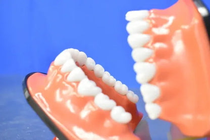 Dental Mouth Model image 1