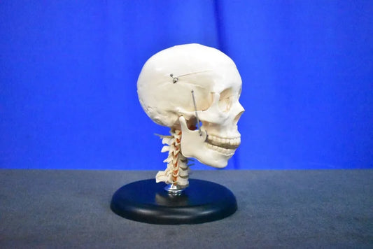 Human Skull Model for Training Purposes image 0