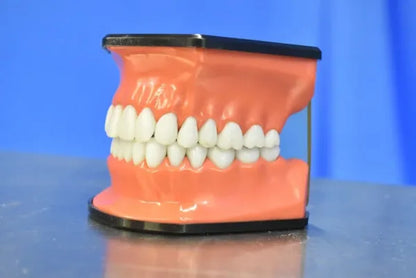 Dental Mouth Model image 4
