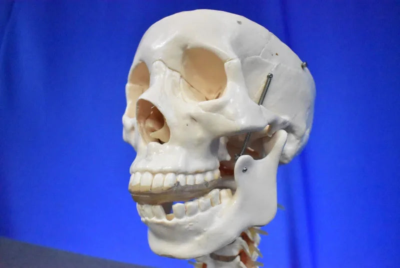Human Skull Model for Training Purposes image 5