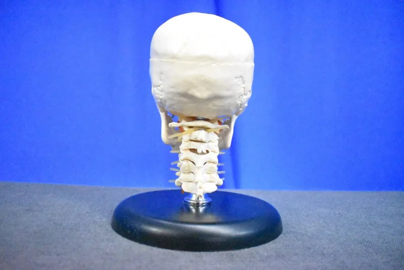 Human Skull Model for Training Purposes image 6