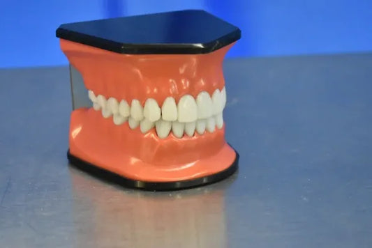 Dental Mouth Model - Dental Equipment Store